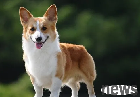 How does the owner do a physical examination for the pet