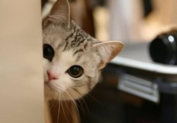 Why does your cat always stare at you? There may be four reasons