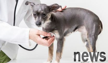 The main symptoms and treatments for acromegaly in dogs!