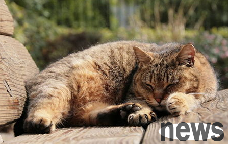 After the cat s nose brace is cured, will it take for life to isolate it?