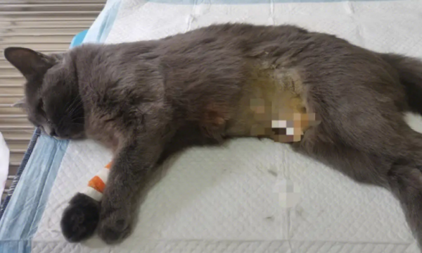 Will sterilization surgery for female cats be dangerous?