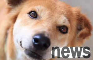 A detailed explanation of this article: Several major signals of dogs getting sick from their eyes!