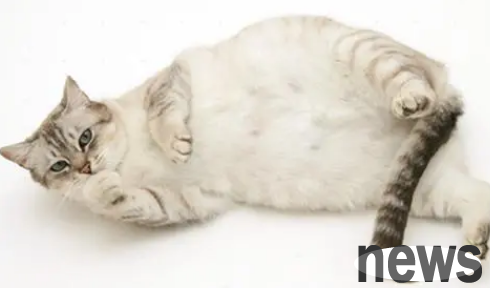 Will female cats have menstruation? Does the female cat have menstruation?