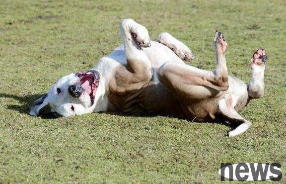 Dog stomach twist is more terrifying than canine distemper