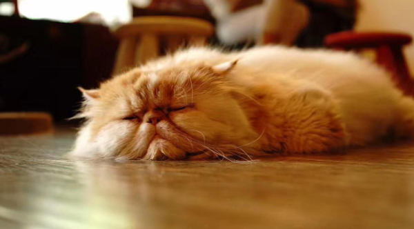 View cat health problems through poop (how to judge health through cat poop)