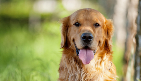 Parents are paying attention during the spring period of pet allergy!