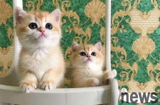 Is it normal for cats to have diarrhea and smelly? What does it have to do with it?