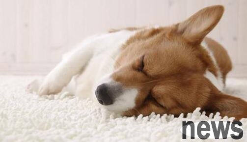 Symptoms and treatments of dog distemper