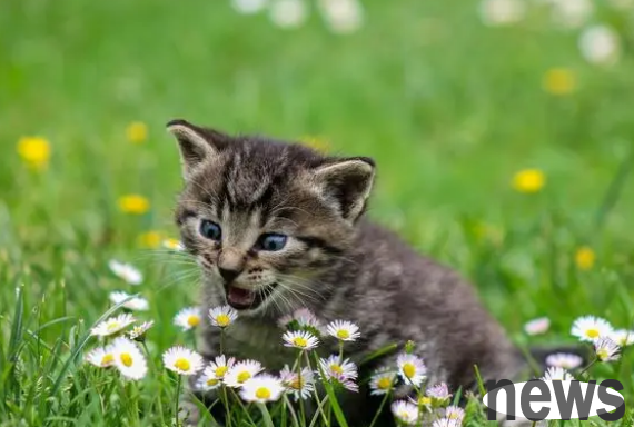 What things can’t be eaten by cats? There are these foods that cats cannot eat
