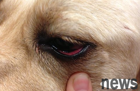 Popular science today: Analysis of dog s eye structure and visual