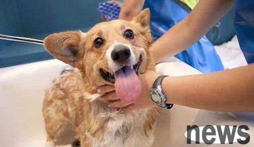 Health of dog mental state screening