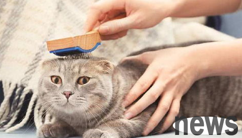 How to solve the problem of cats falling off and sticking to clothes?