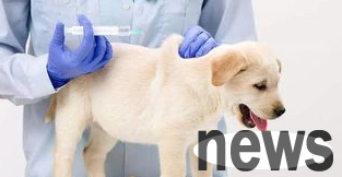 How to choose a dog vaccine? A must-see for pet owners!