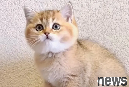 Students are here to see, cats suitable for students are cheaper
