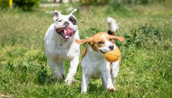 How to clean the anal glands of your dog