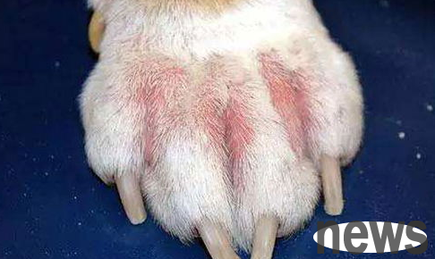 Pet owners need to know: A complete collection of common skin diseases in dogs and cats