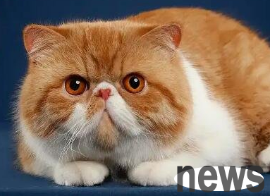 How much does it cost to clone a pet cat? Look here