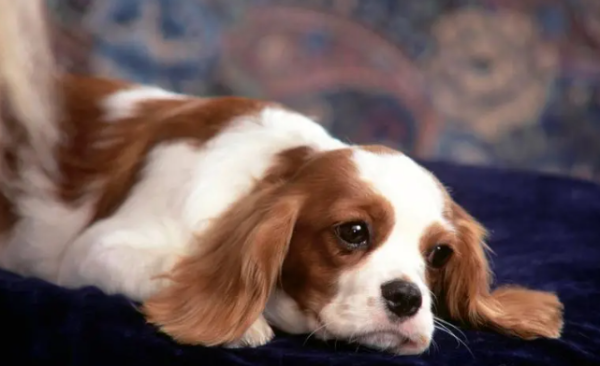What should I do if a dog has foreign body pneumonia?