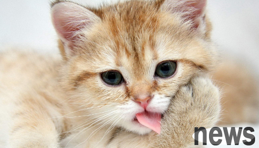 Is it normal for cats to suddenly not like to eat meat? What are the reasons?