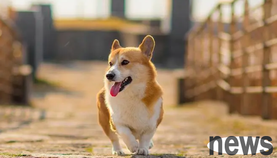 How to choose the right clothes for your dog