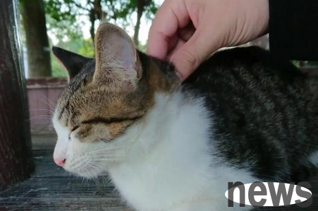 Tips for cats: Why do cats just scratch their necks?