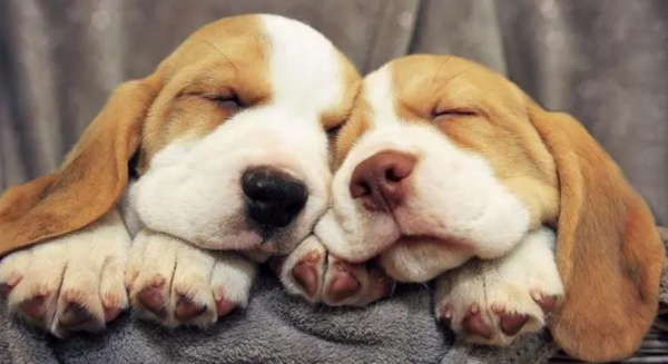 Do you know how to make your dog like you?