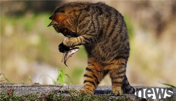 Why can cats eat fish bones? But people are easily stuck!