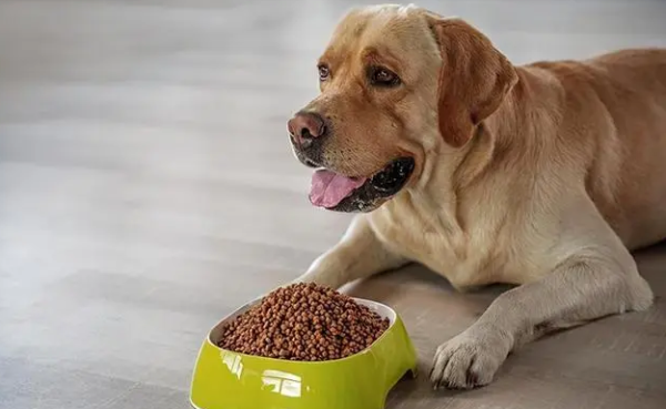 How to make dogs like to eat dog food?