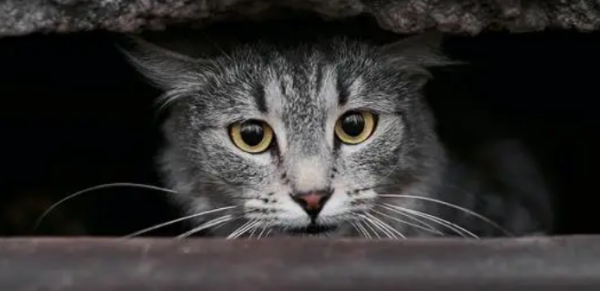 Why do cats like to hide in dark places? You will know after reading it.