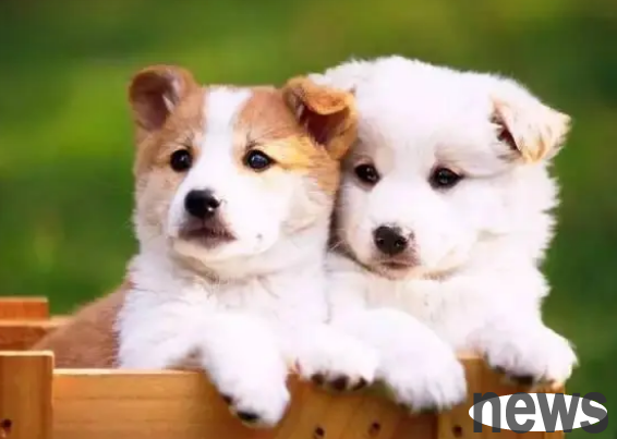 What s wrong with dog legs cramps? Several reasons for dog twitching