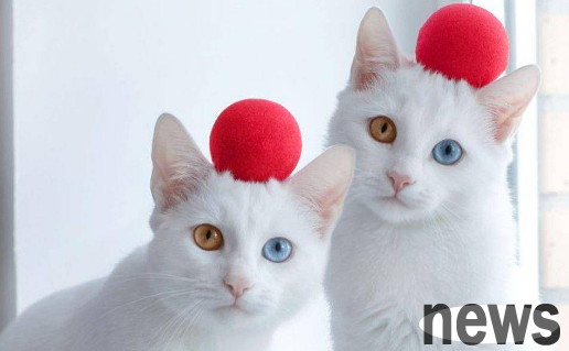 Why do cats  eyes change color? One article will teach you!