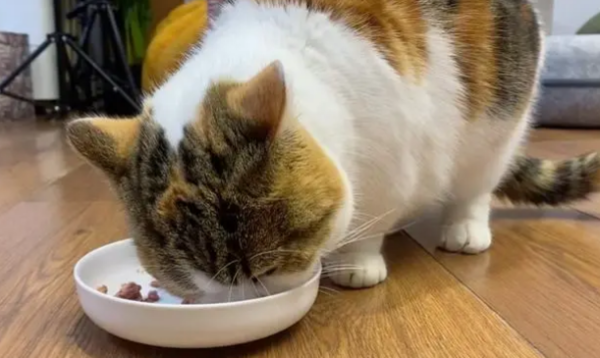 Will the kitten hold itself to death? The answer is beyond your expectations