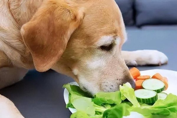 What should I do if a dog is picky about food and doesn’t like to eat? And precautions