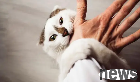 Why do cats bite people angry? This article helps you answer