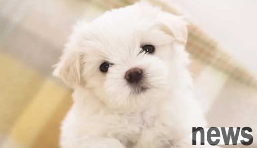How to remove mites from dogs? Come and have a look