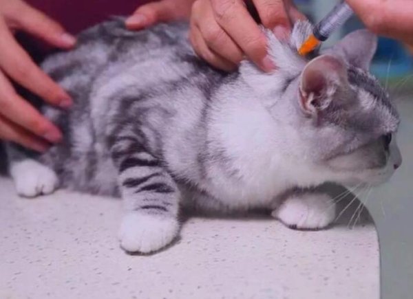 Can cats take a bath during vaccination? A post to answer you