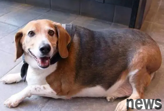 What are the factors that cause obesity in pets? , how to prevent it?