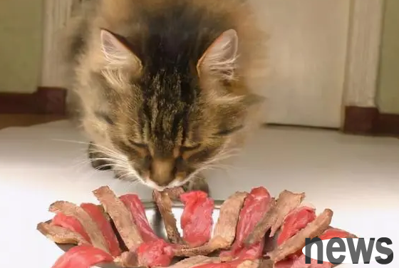 Can cats eat salmon sashimi? Let s take a look, my master