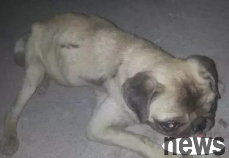 Dogs have the following 5 diseases, please seek medical treatment immediately, otherwise the adverse effects will be unimaginable.