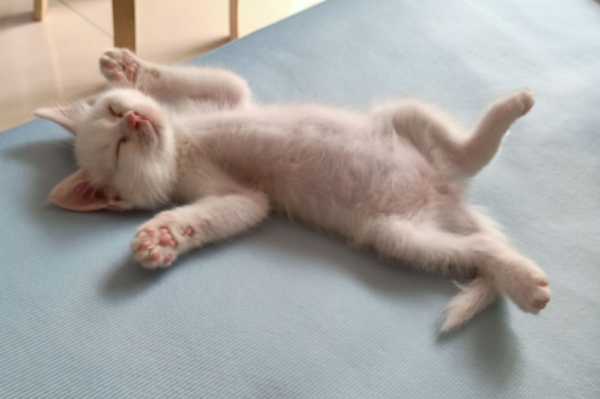 The cat s belly is very undulating, which may be the reason!