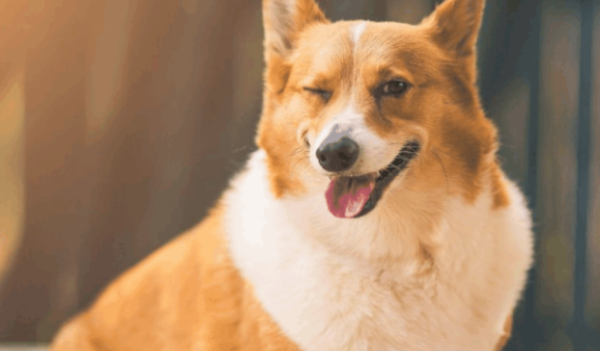 Do you know all four key points when measuring a dog s weight?