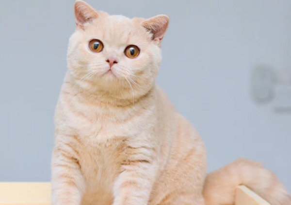 How to tell if it is a week cat? If you want to raise it, let s find out