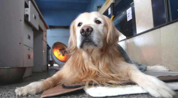 How old is a dog entering the elderly? How to take care of an older dog?