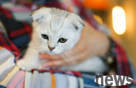 How long does a cat remember his owner? Newbie shovelers can take a look~