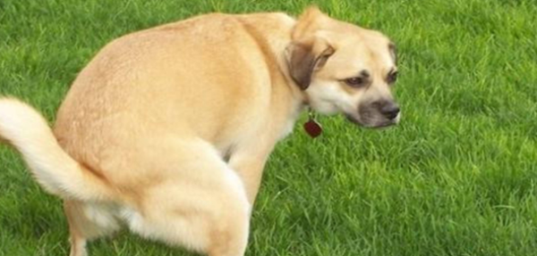 The dog has diarrhea! What should I do if I have stomach upset?