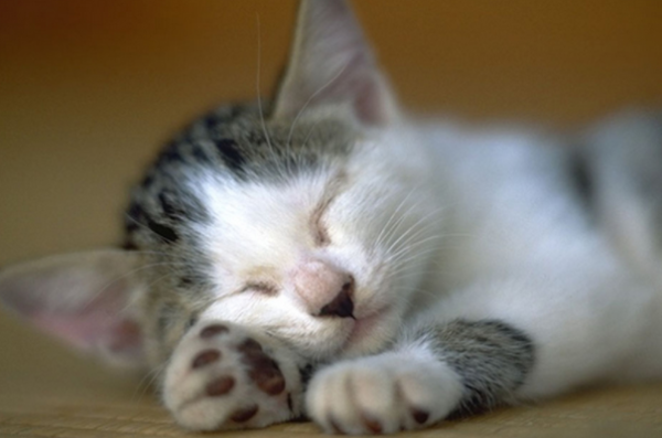 What are the symptoms of human allergies to cats? You can learn about it here~