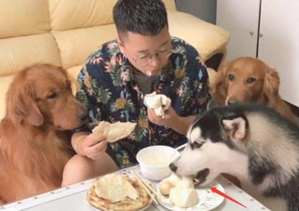 3 ways for dogs to respond to their owners, have you made it?