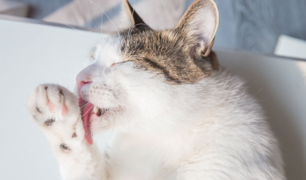 Why do cats like to lick their paws? Let me tell you the reason!