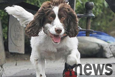 Dogs  legs are getting thicker and more likable? But there are great safety hazards such as canine distemper behind you