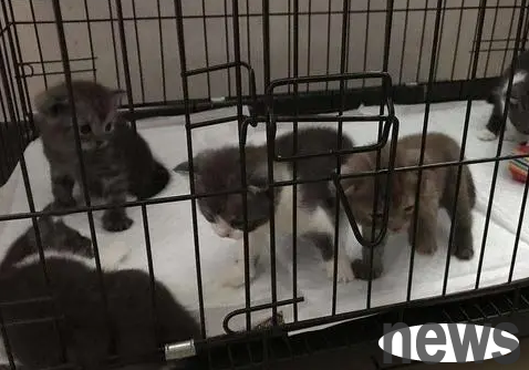Do 2-month-old cats need to be caged? You ll know after reading it